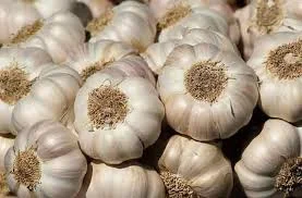 Garlic Farm