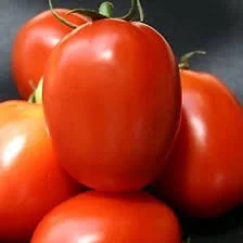 Tomato Farm