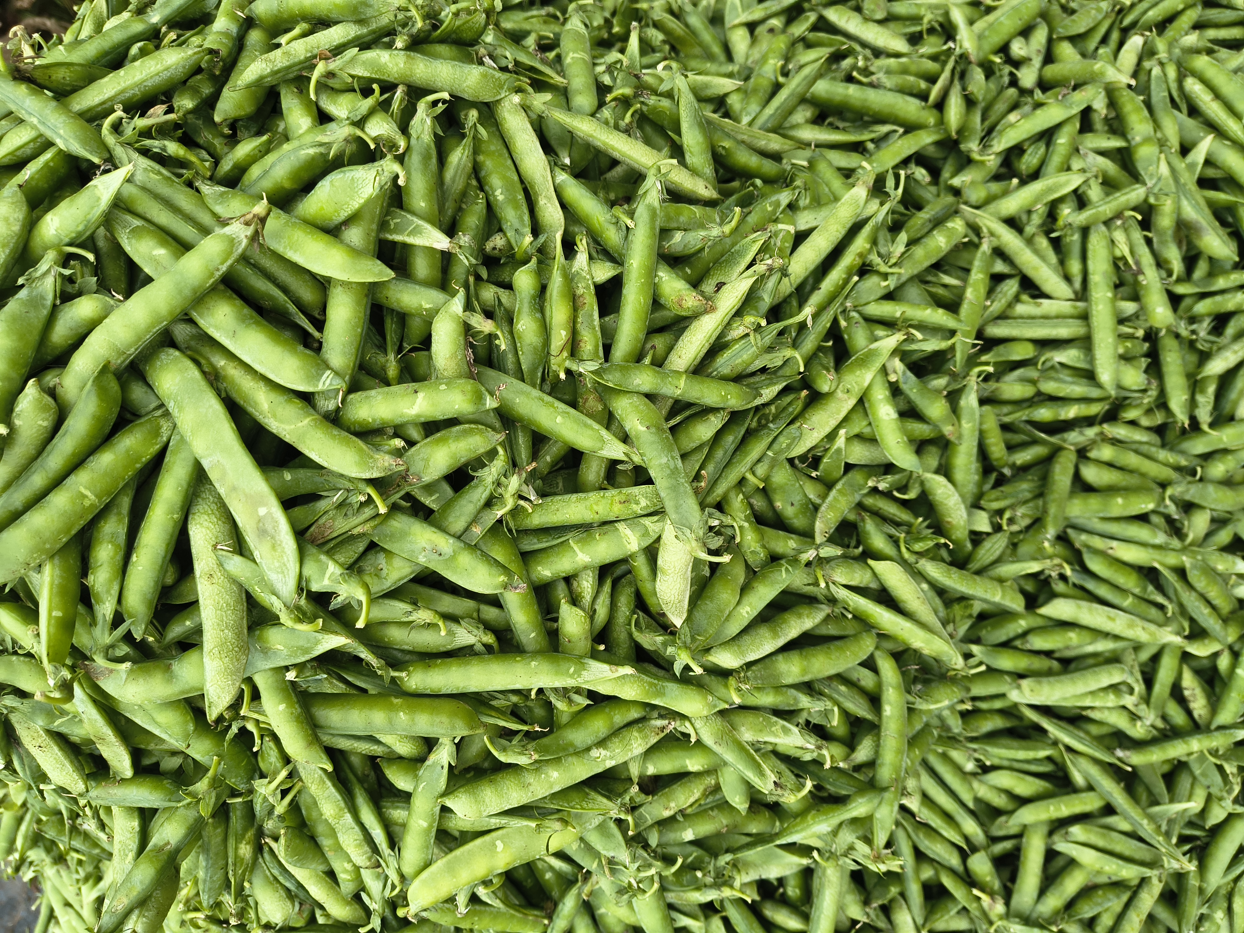 FRESH PEAS